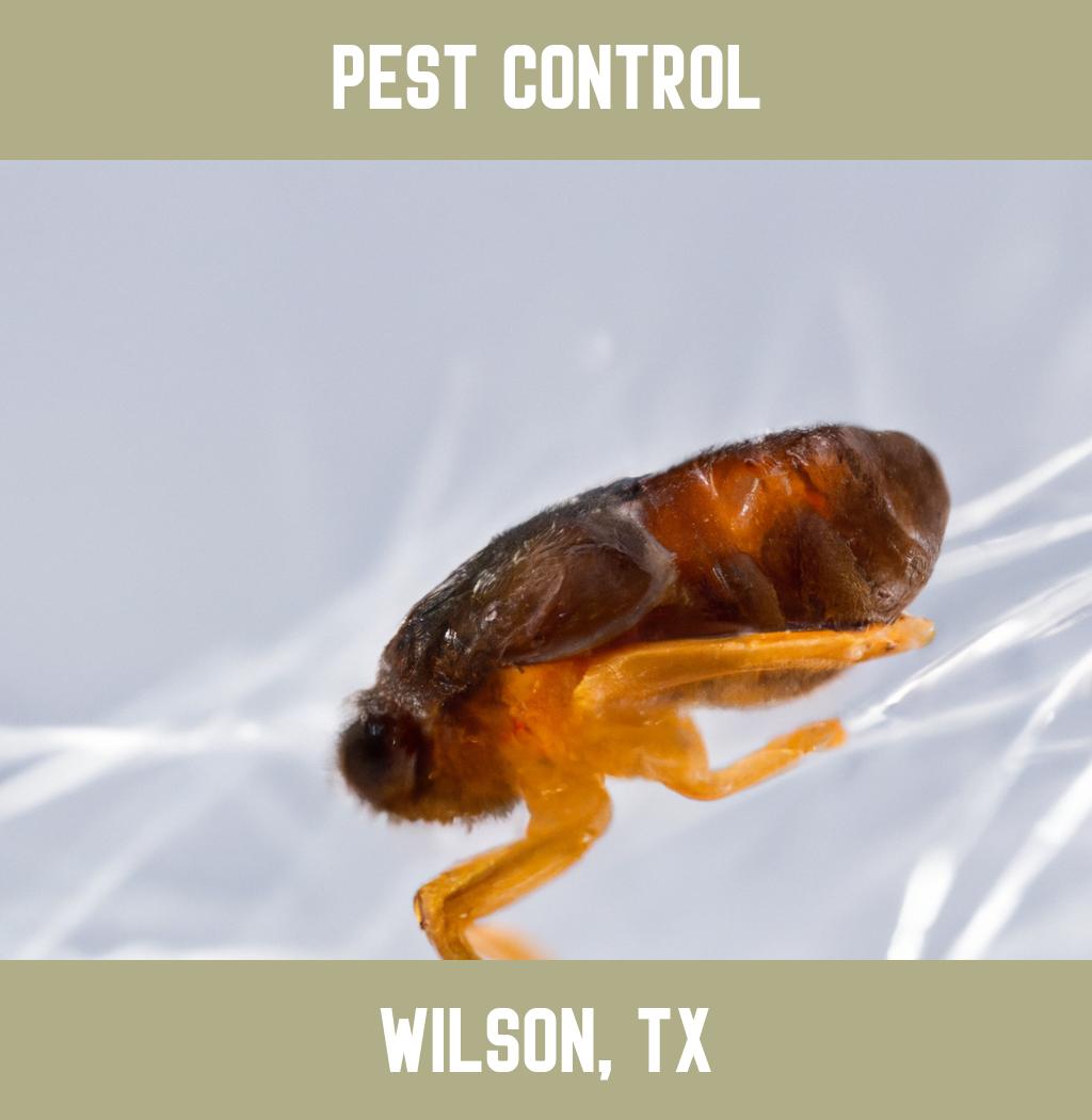 pest control in Wilson Texas