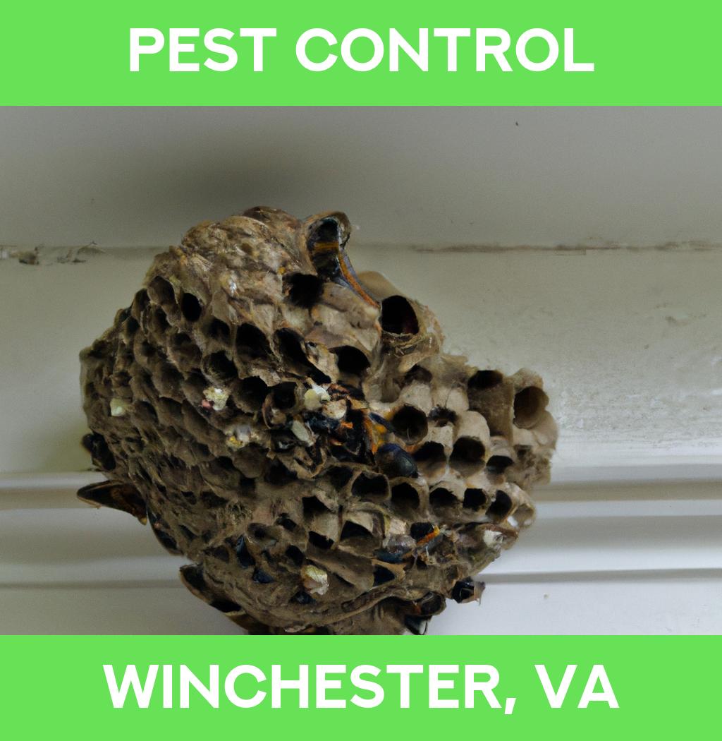 pest control in Winchester Virginia
