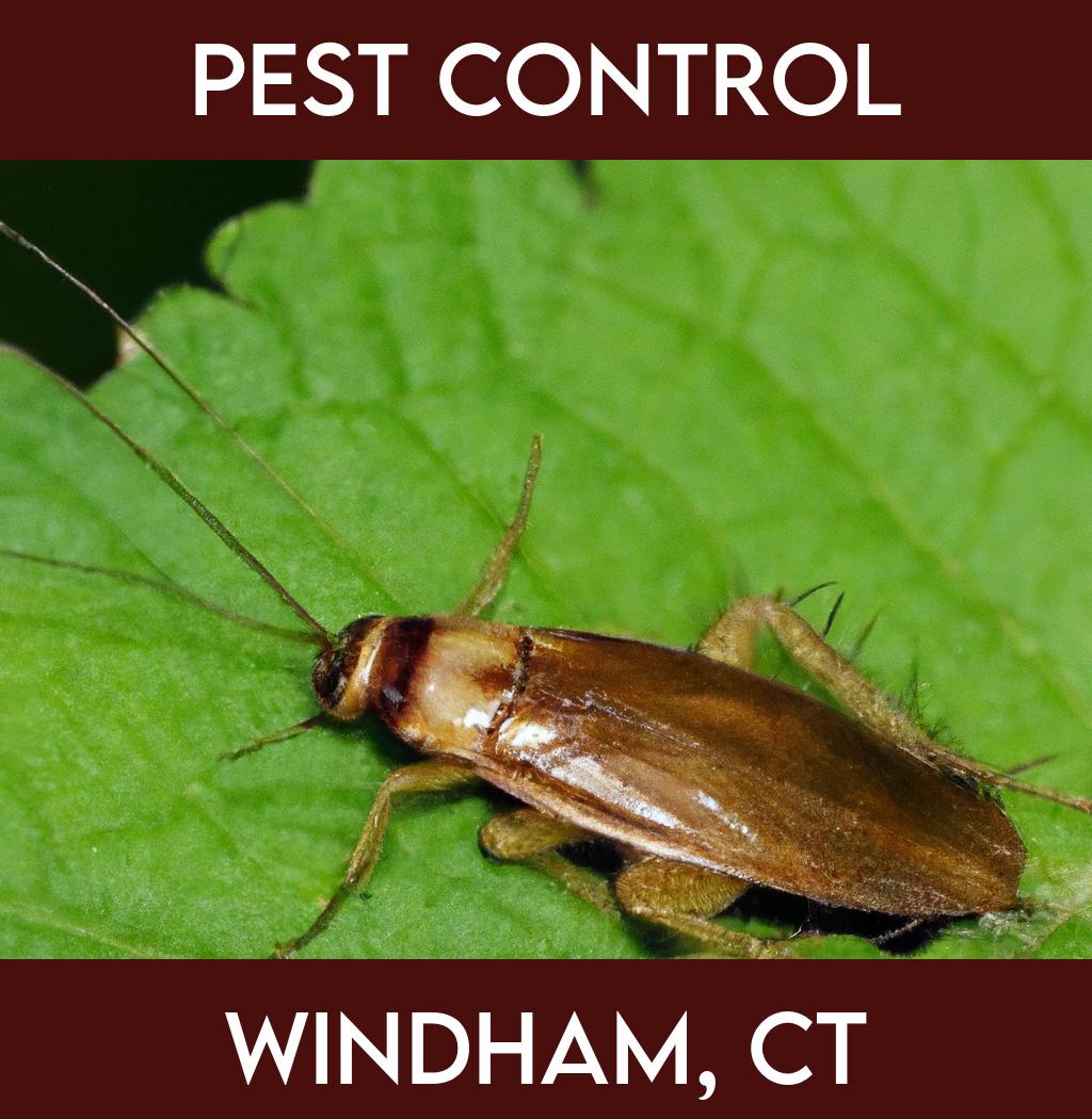 pest control in Windham Connecticut