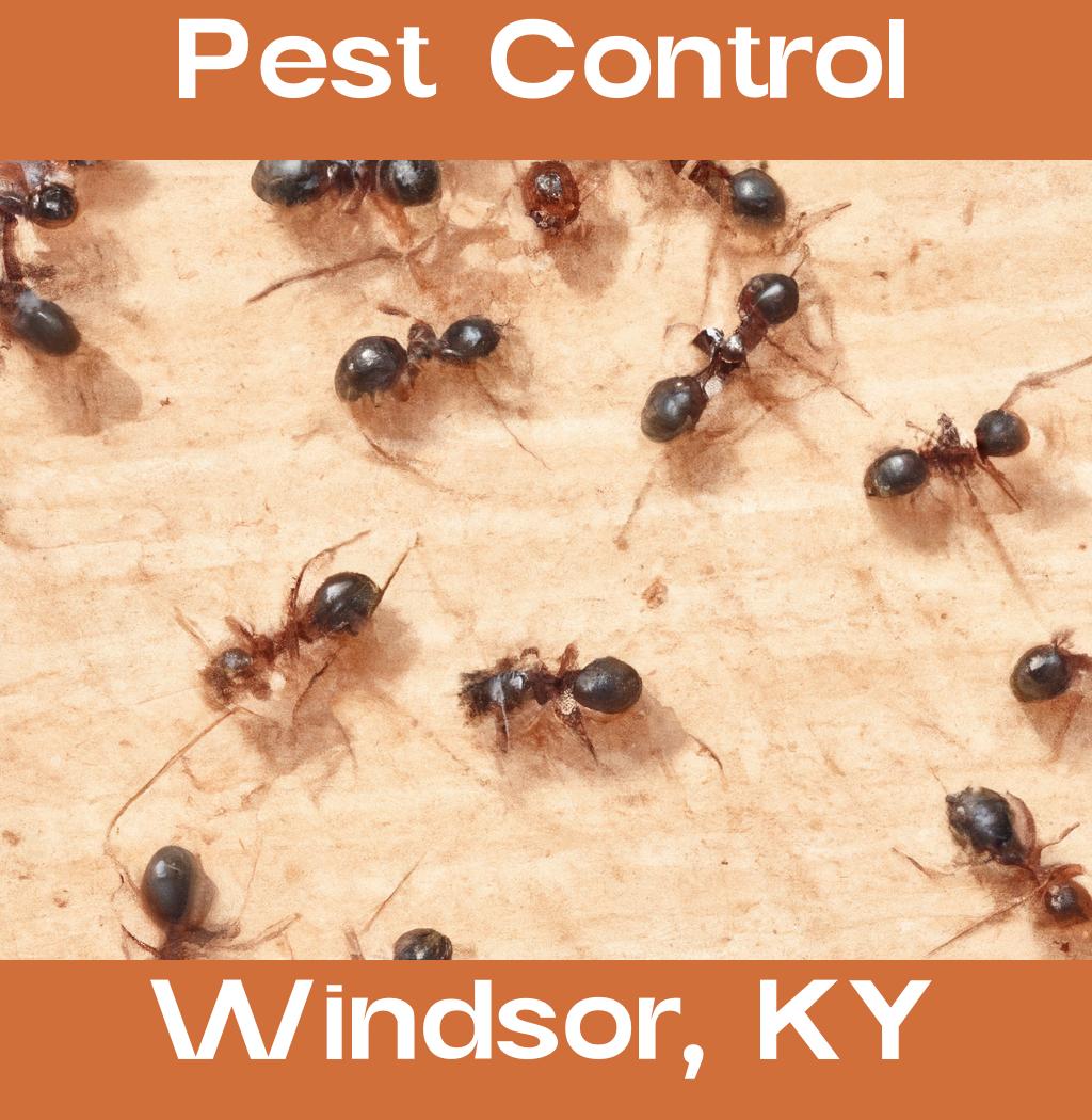 pest control in Windsor Kentucky