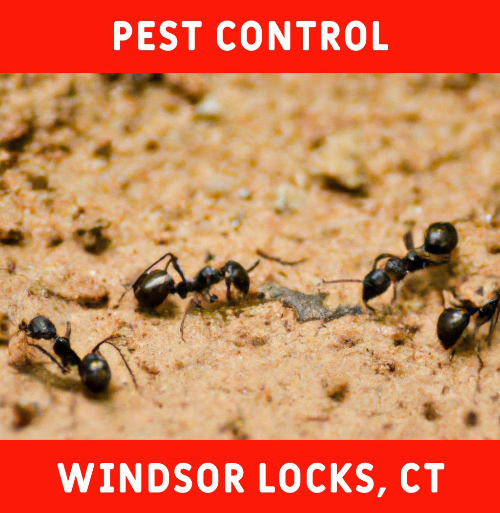 pest control in Windsor Locks Connecticut