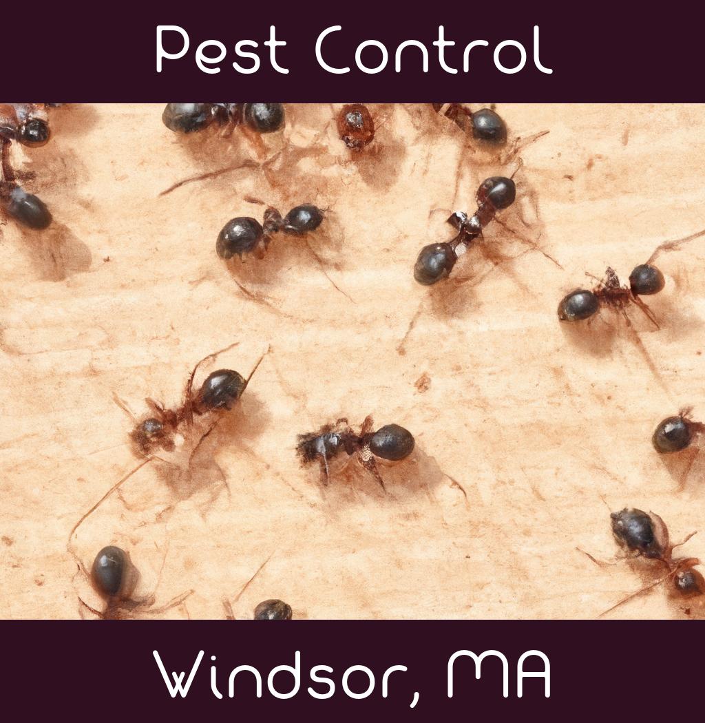 pest control in Windsor Massachusetts