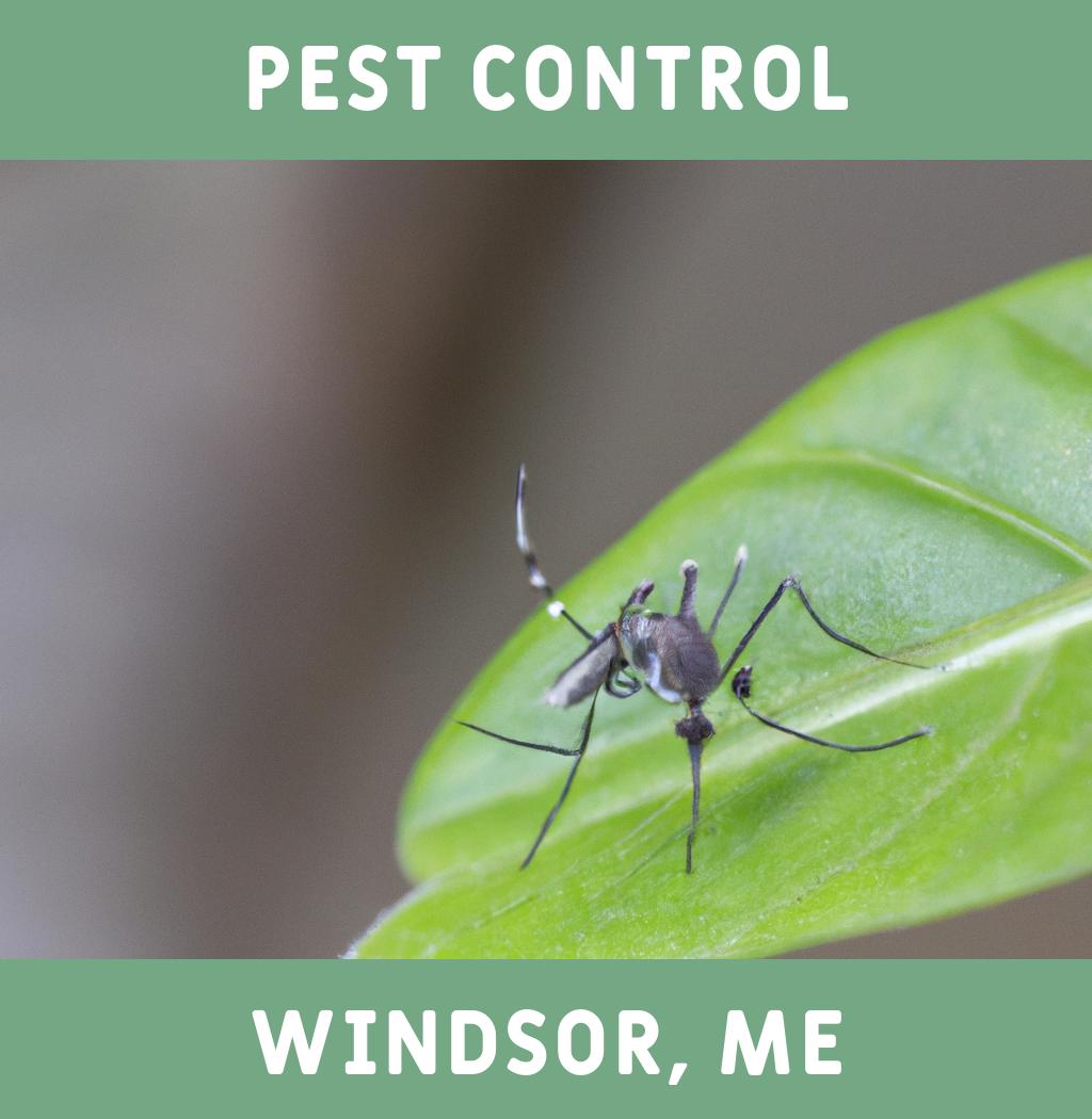 pest control in Windsor Maine