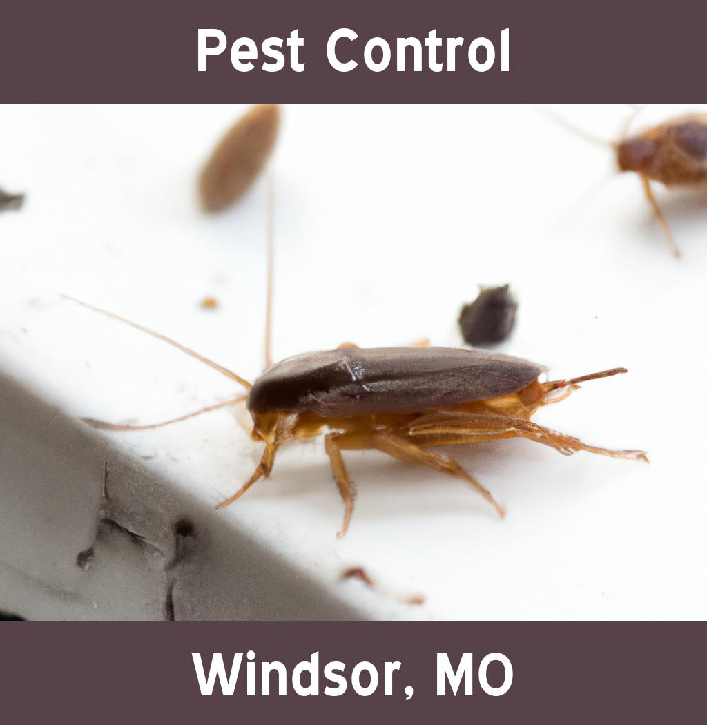 pest control in Windsor Missouri