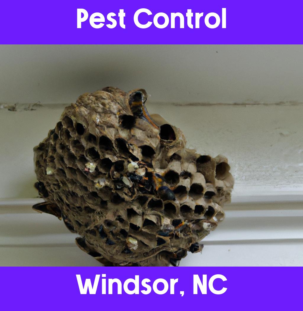 pest control in Windsor North Carolina