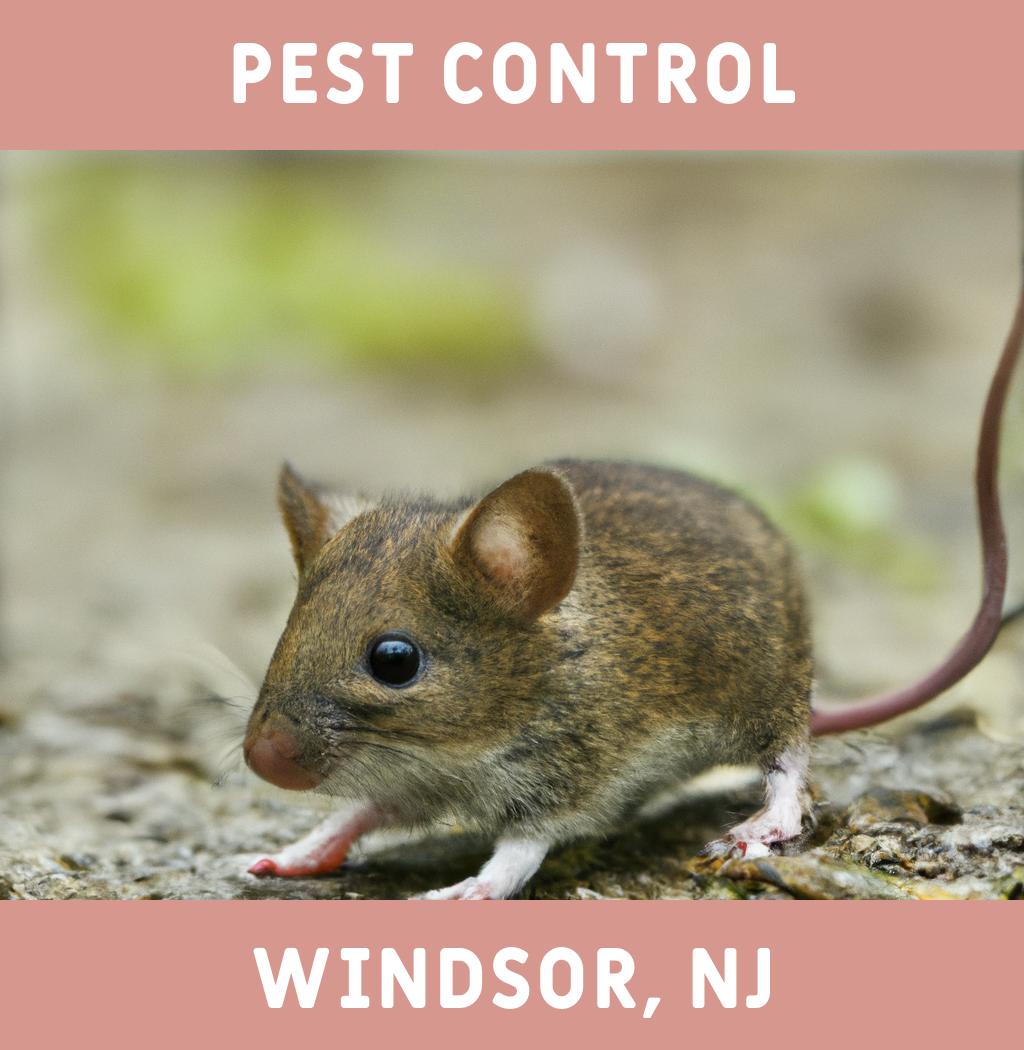 pest control in Windsor New Jersey