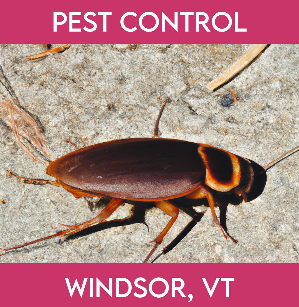 pest control in Windsor Vermont