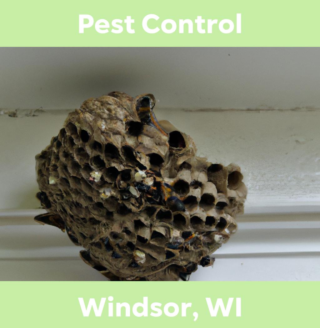 pest control in Windsor Wisconsin