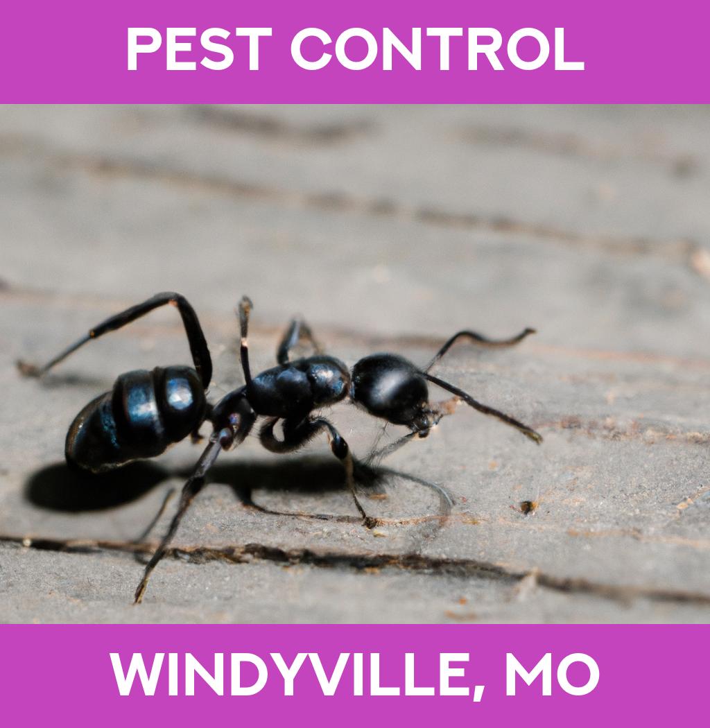 pest control in Windyville Missouri