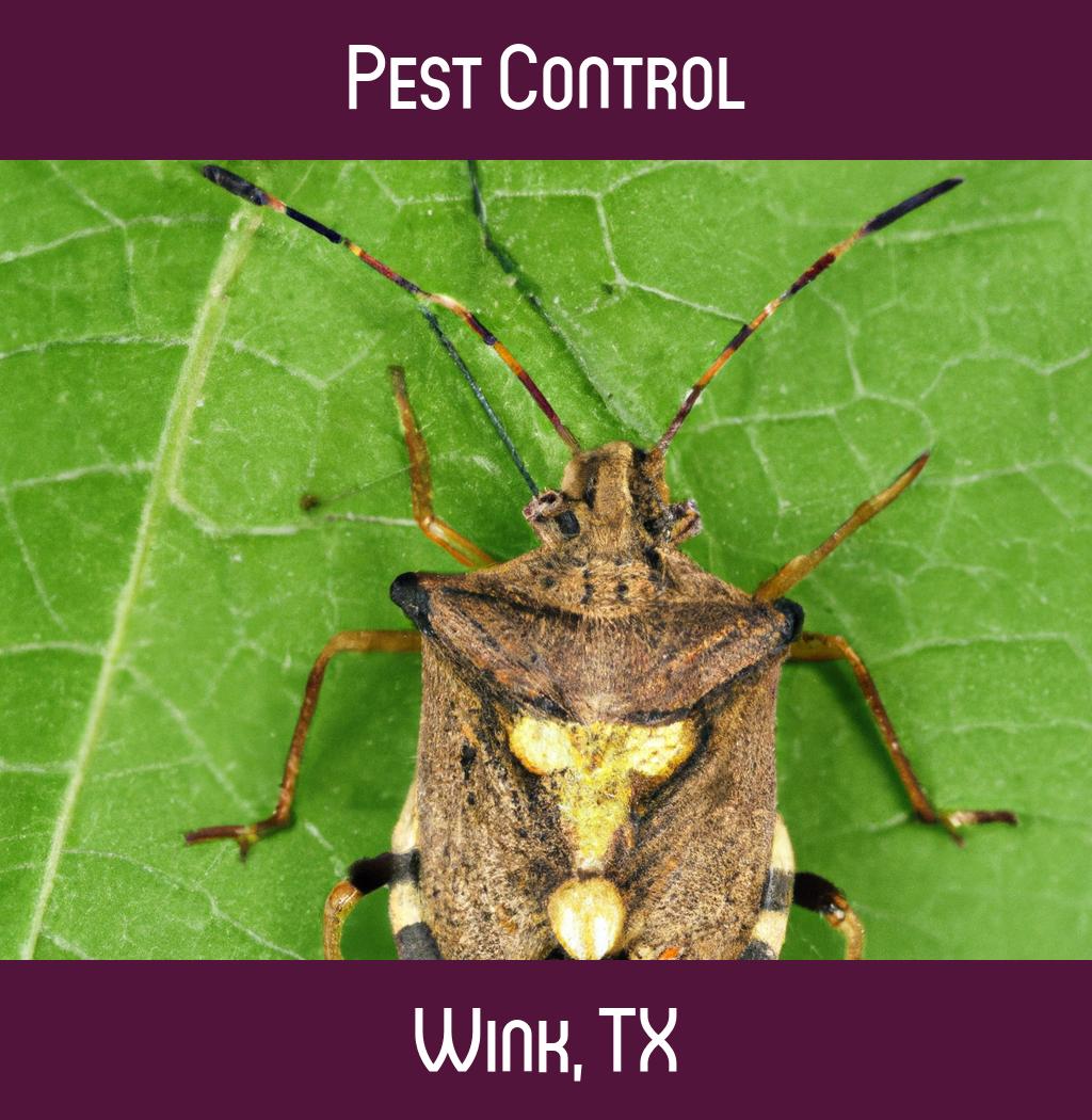 pest control in Wink Texas