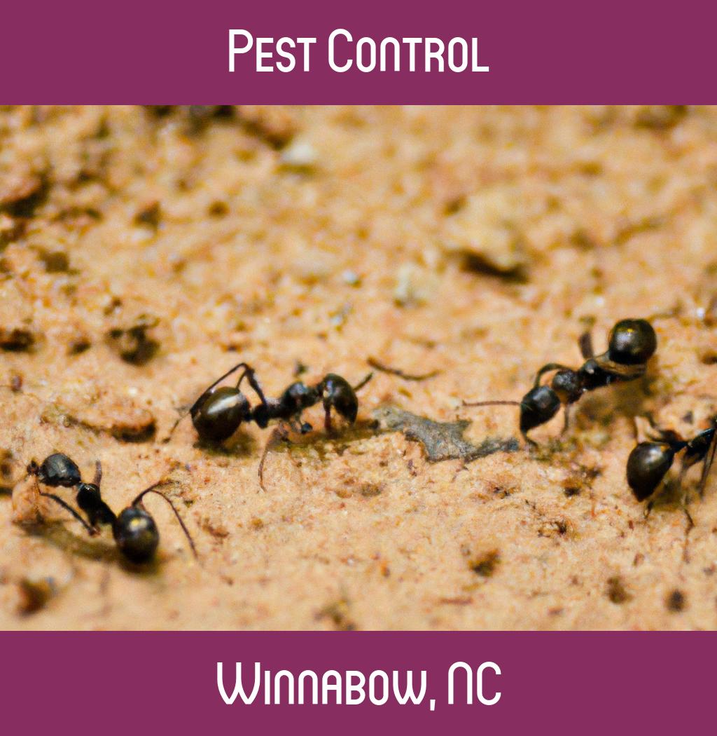 pest control in Winnabow North Carolina