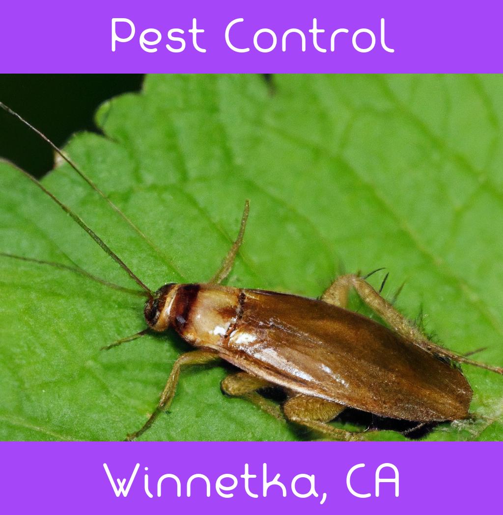 pest control in Winnetka California