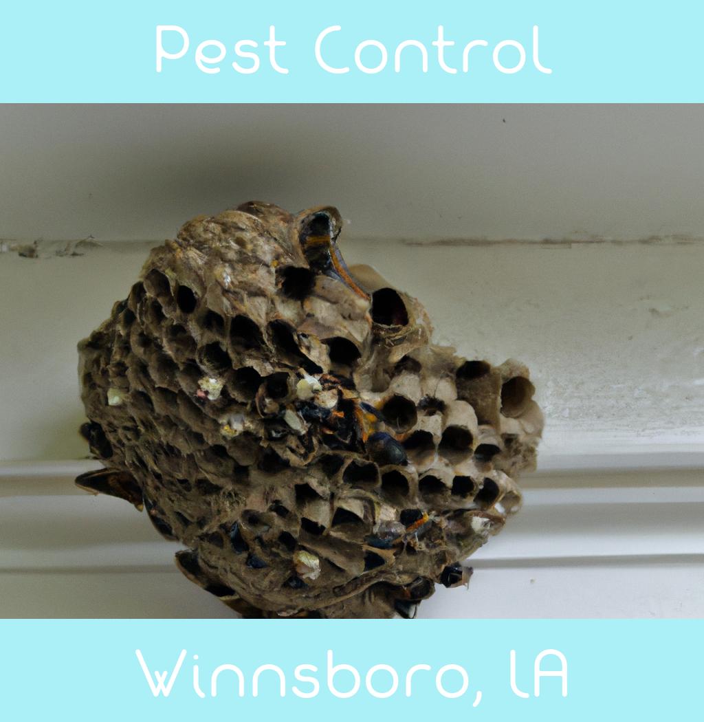 pest control in Winnsboro Louisiana