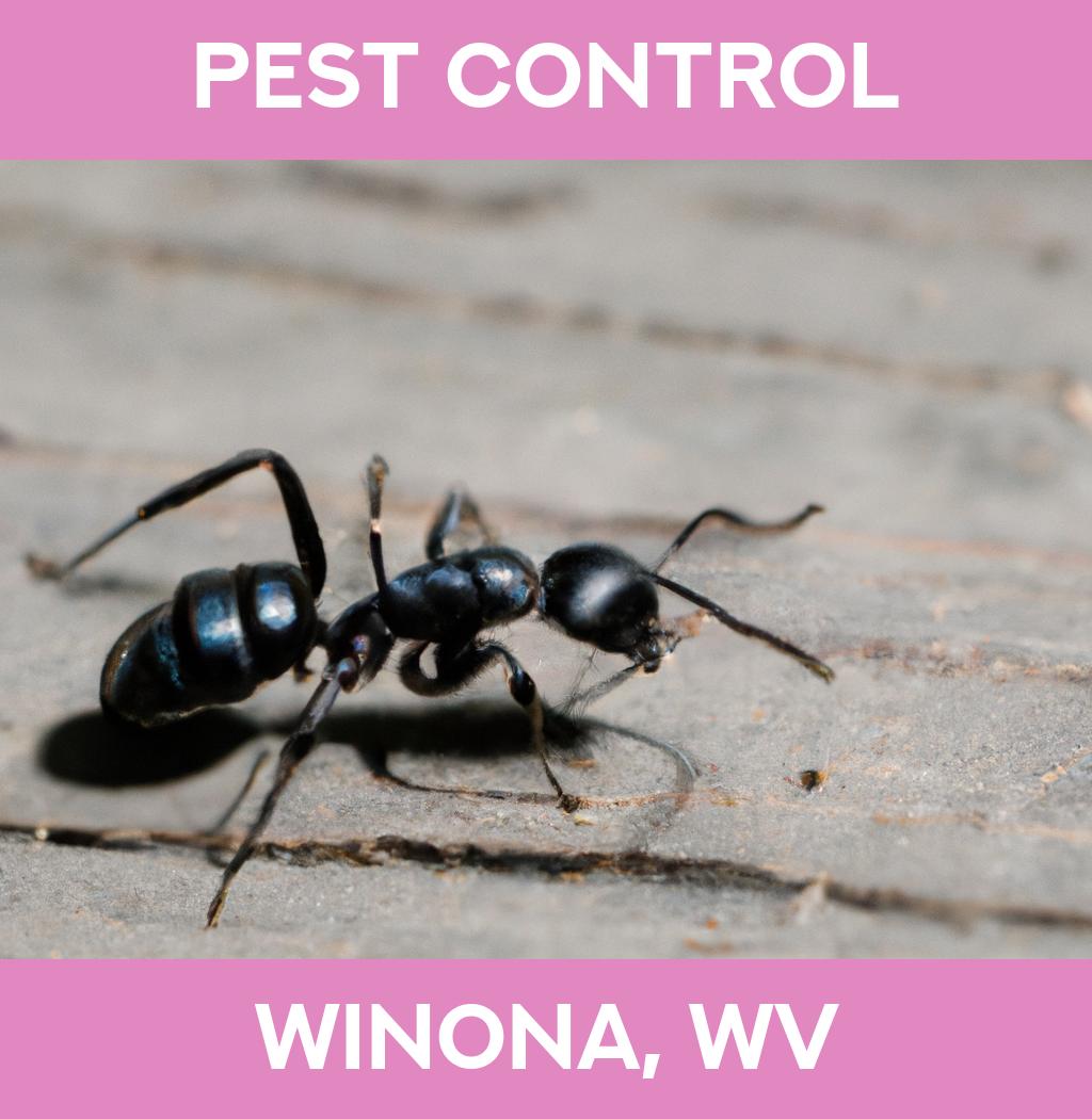 pest control in Winona West Virginia