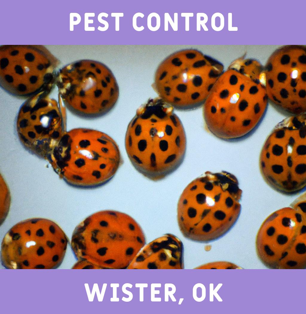 pest control in Wister Oklahoma