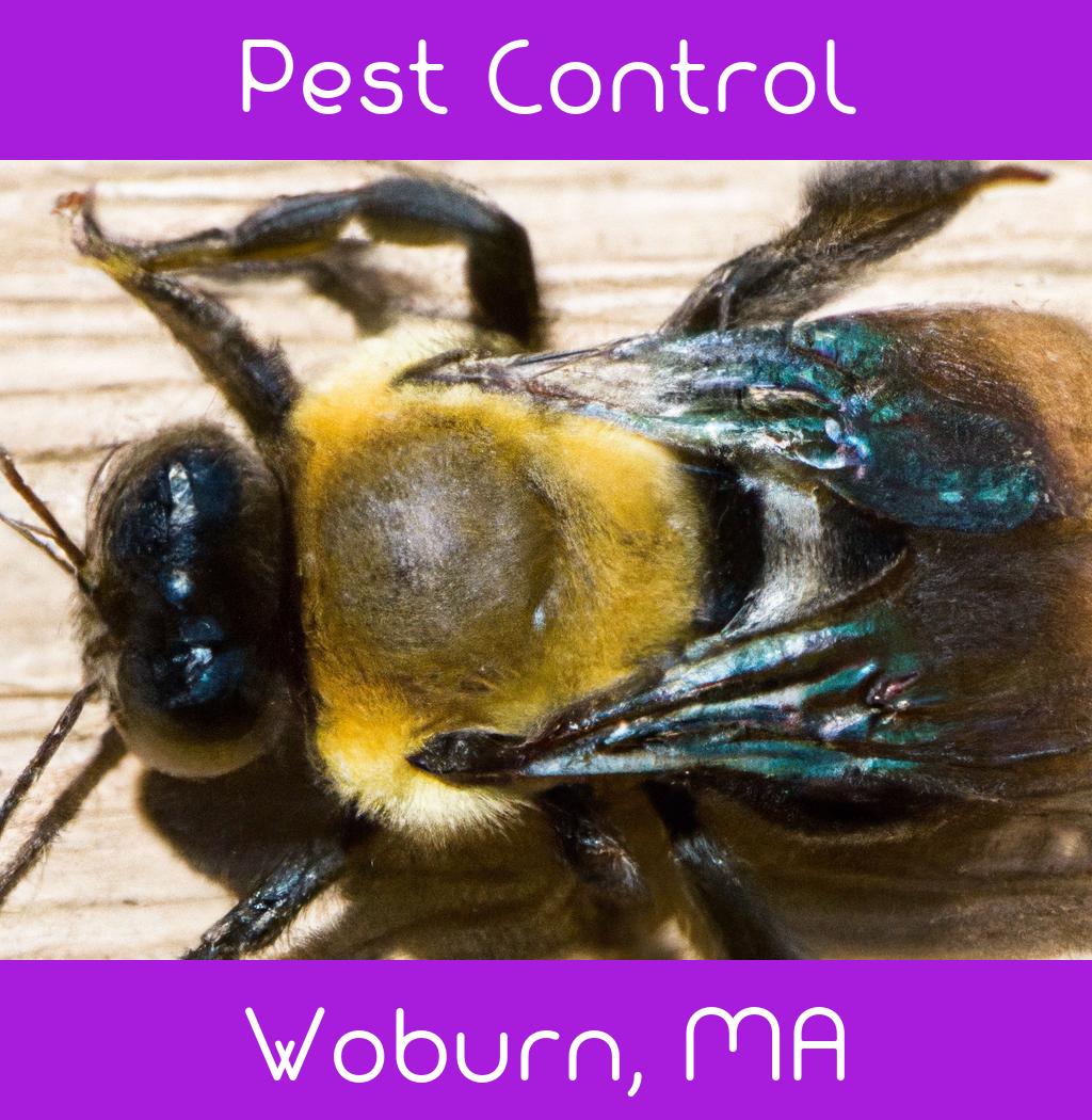 pest control in Woburn Massachusetts