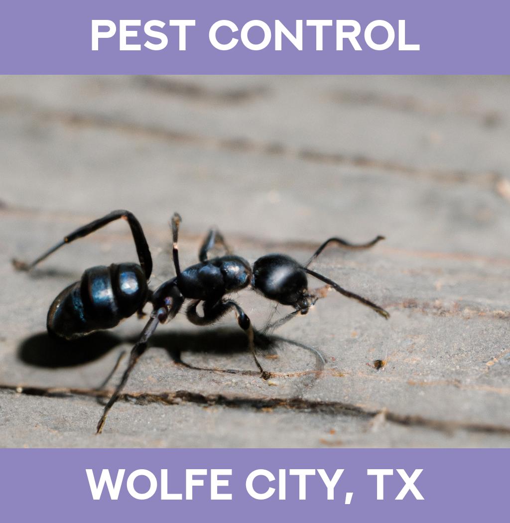 pest control in Wolfe City Texas