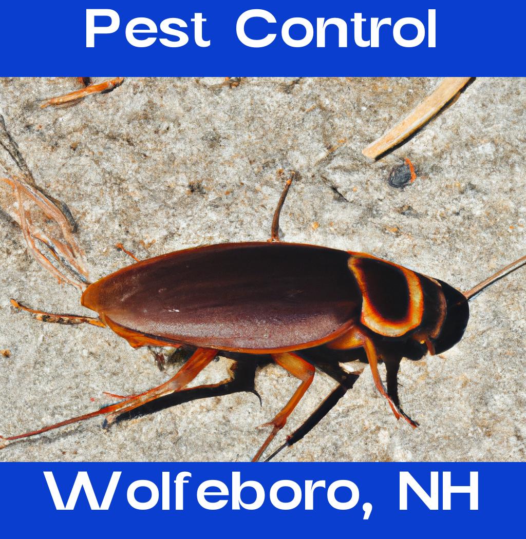 pest control in Wolfeboro New Hampshire