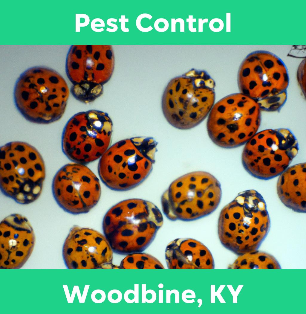 pest control in Woodbine Kentucky