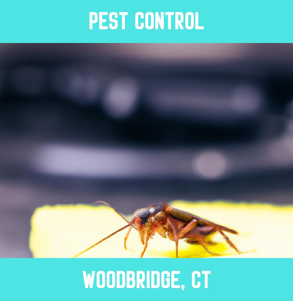 pest control in Woodbridge Connecticut