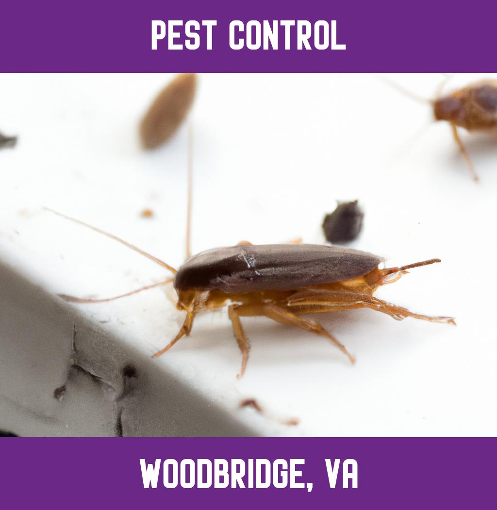 pest control in Woodbridge Virginia
