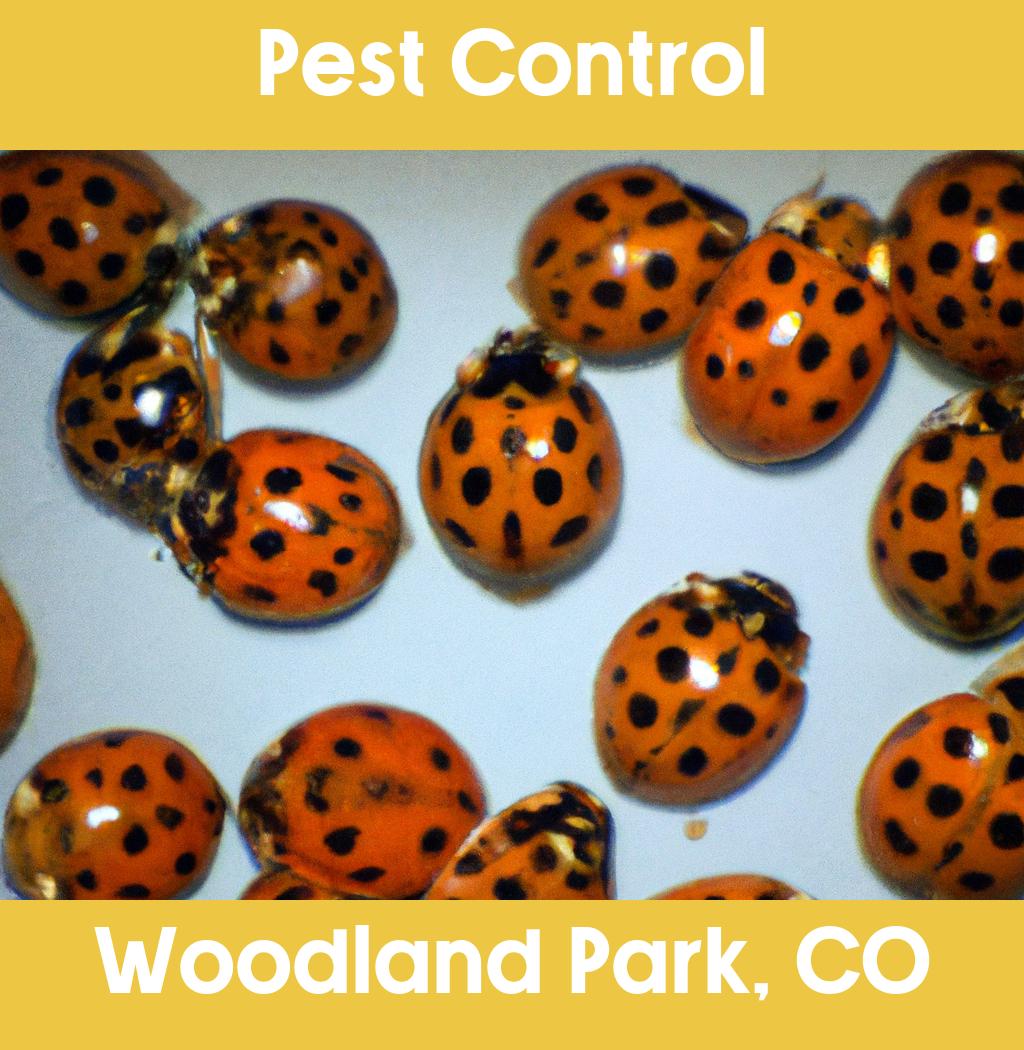 pest control in Woodland Park Colorado
