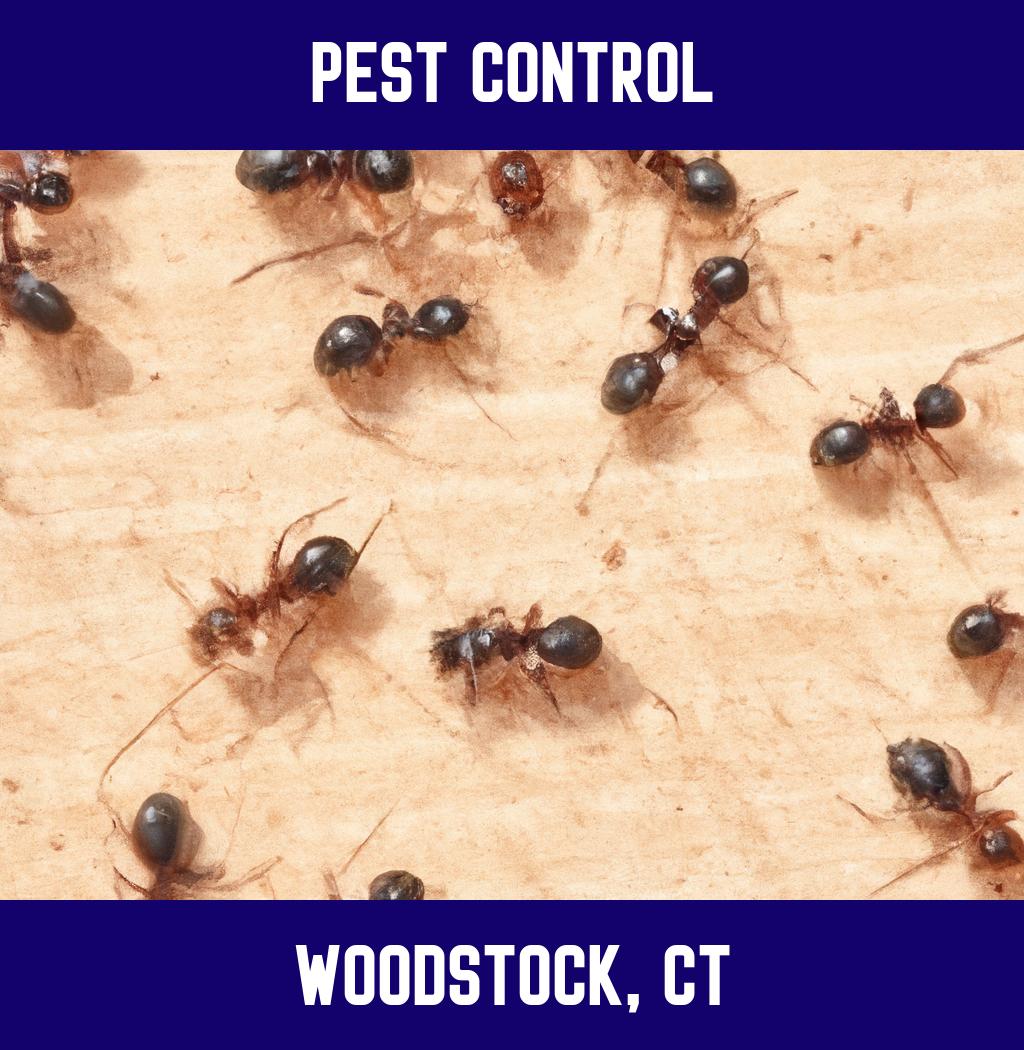 pest control in Woodstock Connecticut