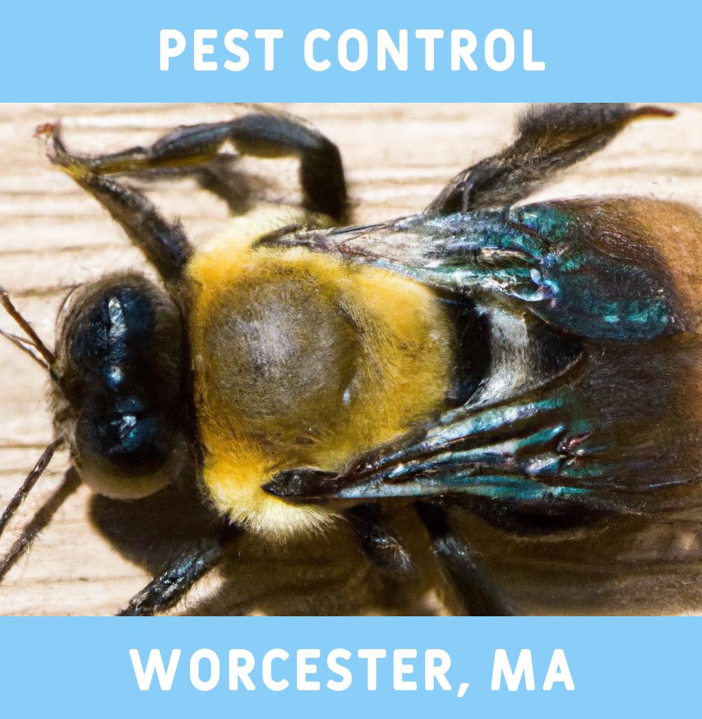 pest control in Worcester Massachusetts