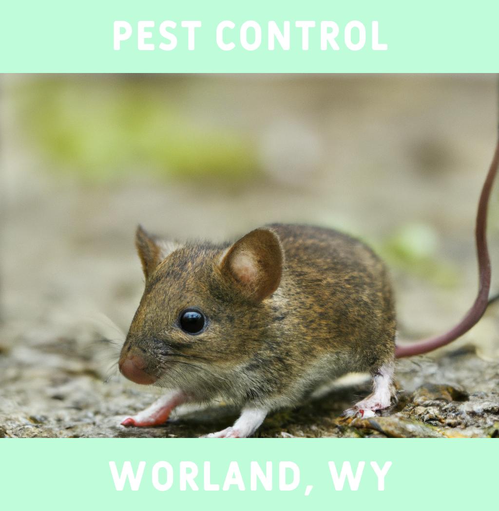 pest control in Worland Wyoming