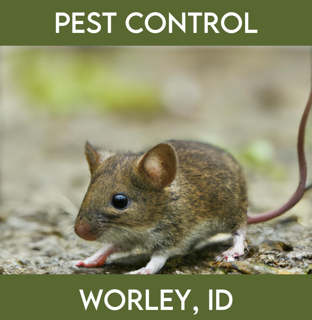 pest control in Worley Idaho