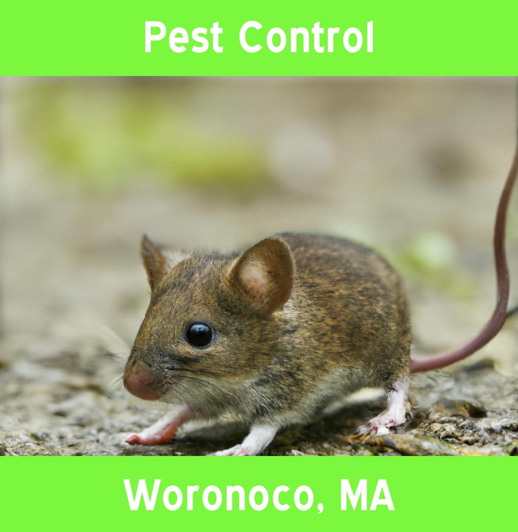 pest control in Woronoco Massachusetts