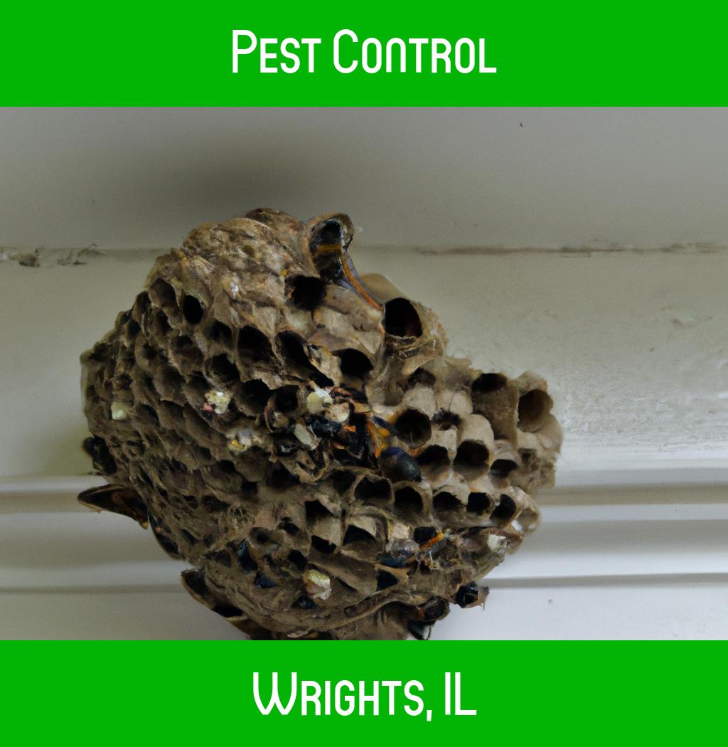 pest control in Wrights Illinois