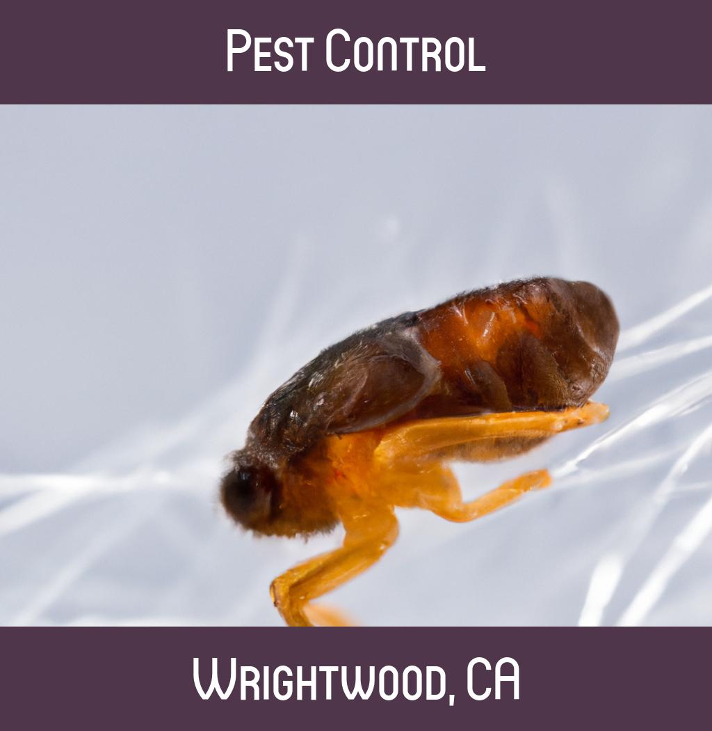 pest control in Wrightwood California