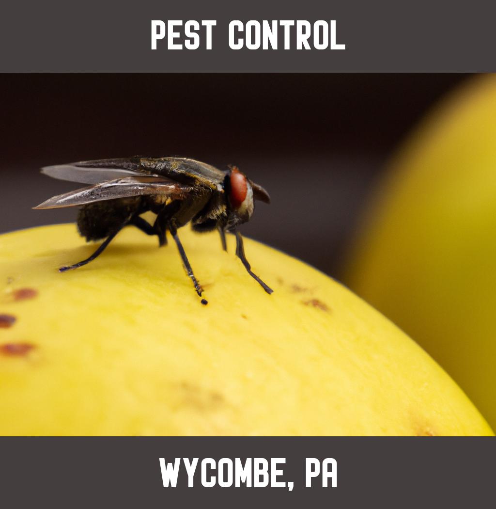 pest control in Wycombe Pennsylvania