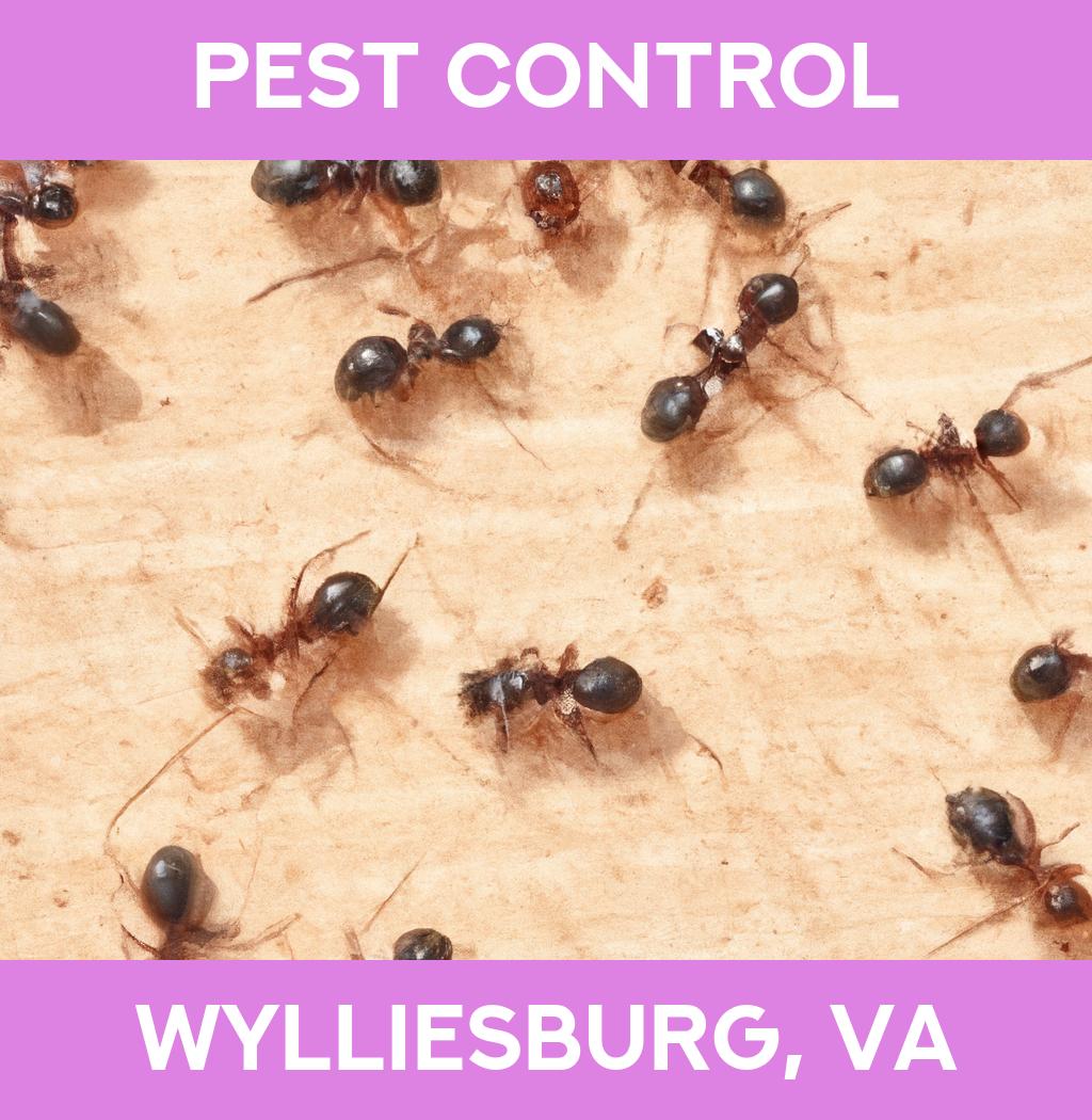 pest control in Wylliesburg Virginia