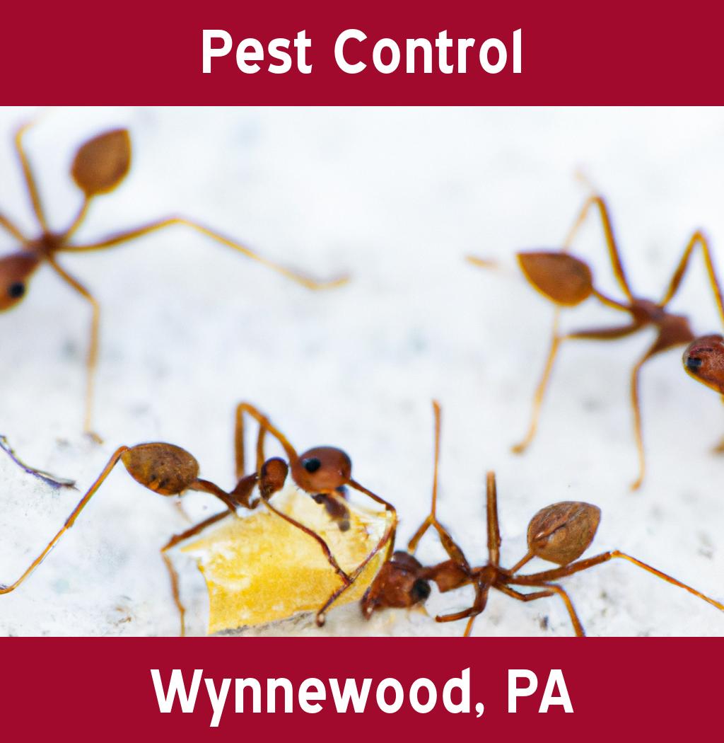 pest control in Wynnewood Pennsylvania