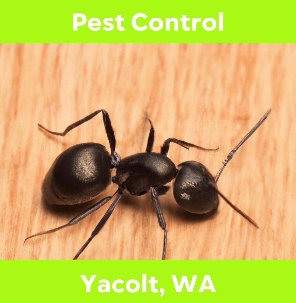 pest control in Yacolt Washington