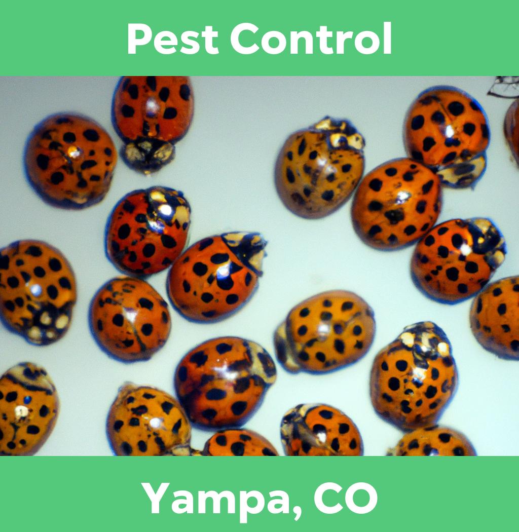 pest control in Yampa Colorado
