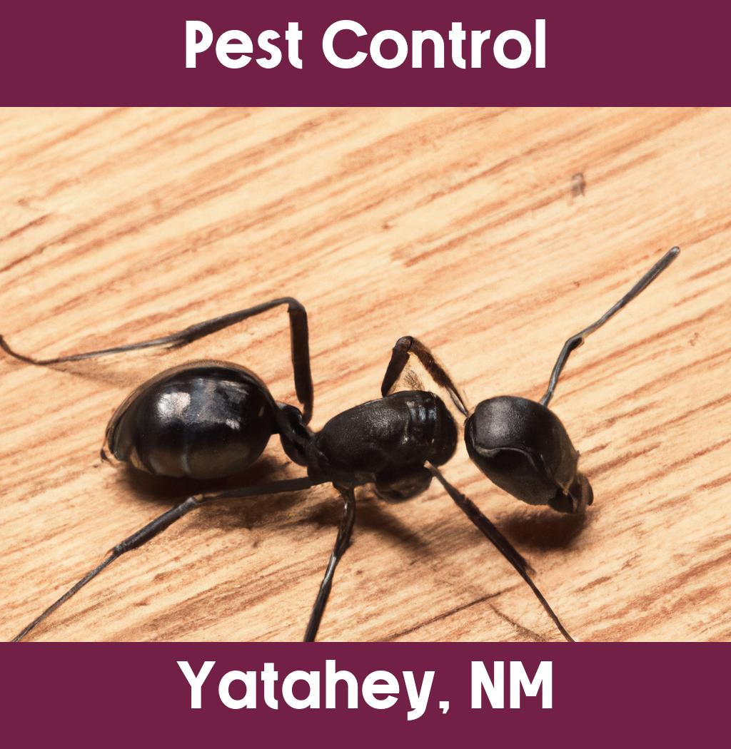 pest control in Yatahey New Mexico