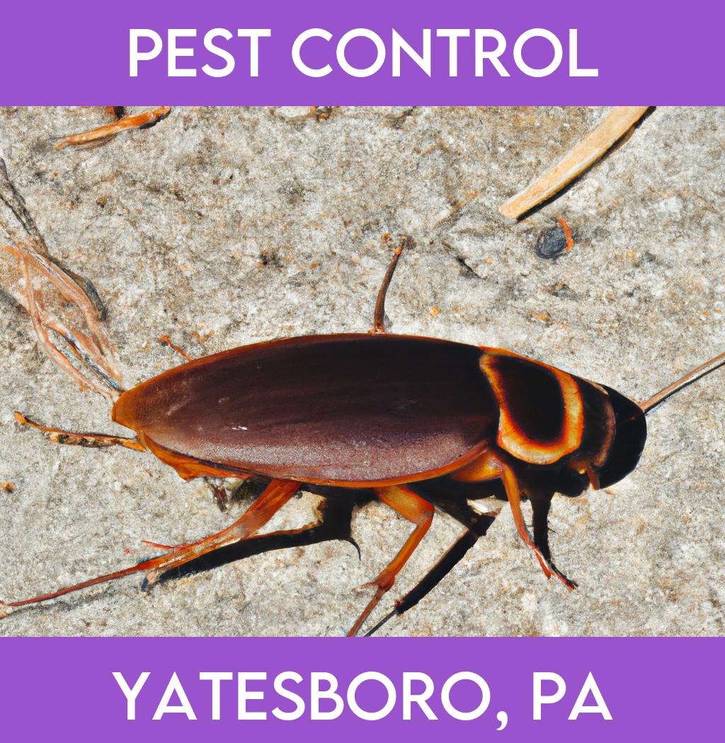pest control in Yatesboro Pennsylvania