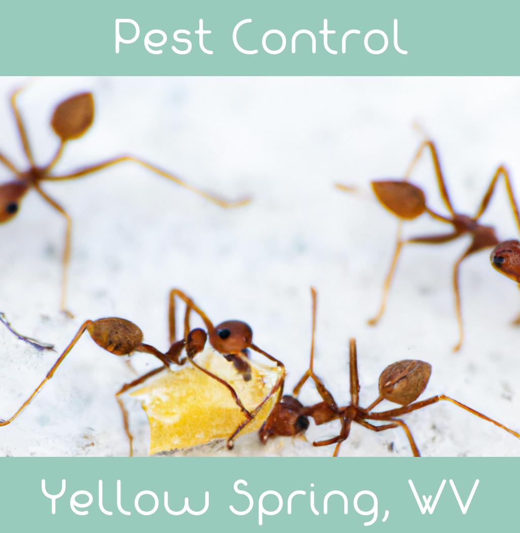 pest control in Yellow Spring West Virginia