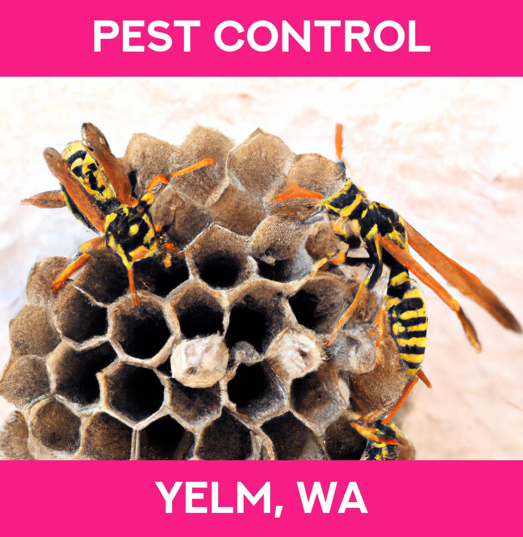 pest control in Yelm Washington