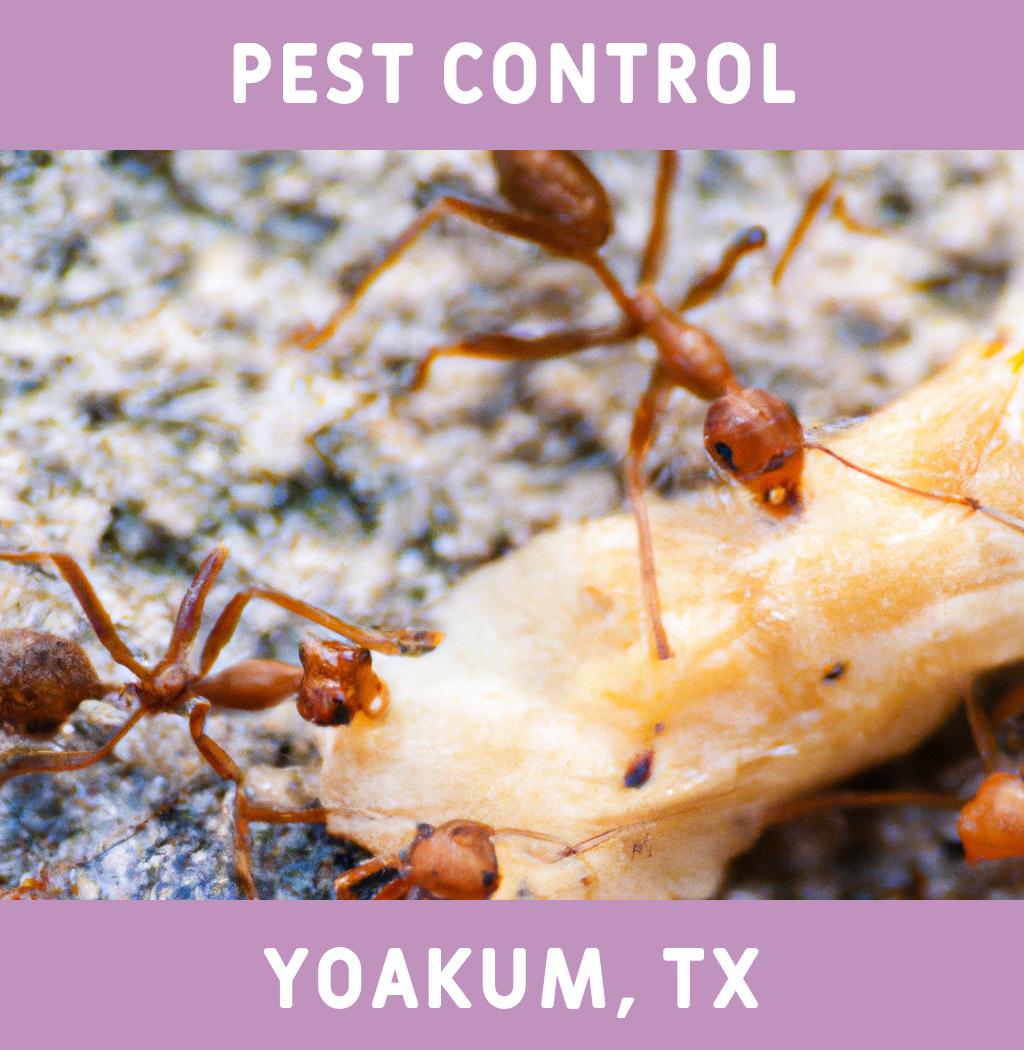 pest control in Yoakum Texas