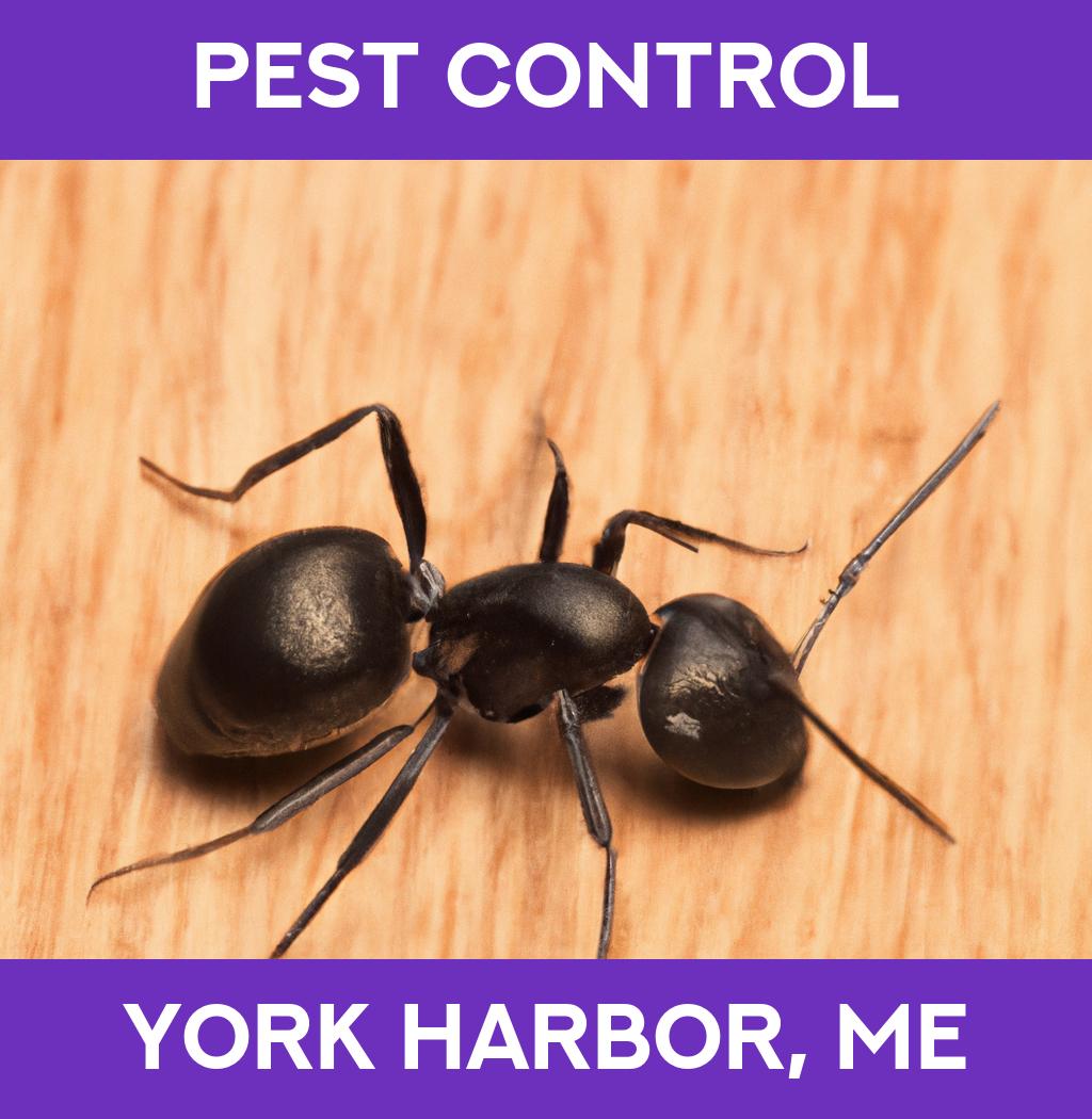 pest control in York Harbor Maine