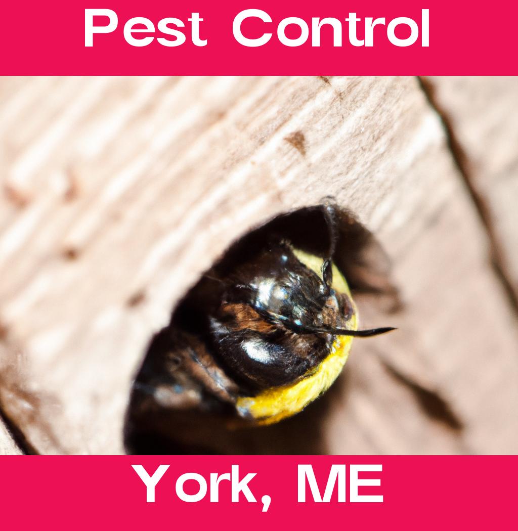 pest control in York Maine