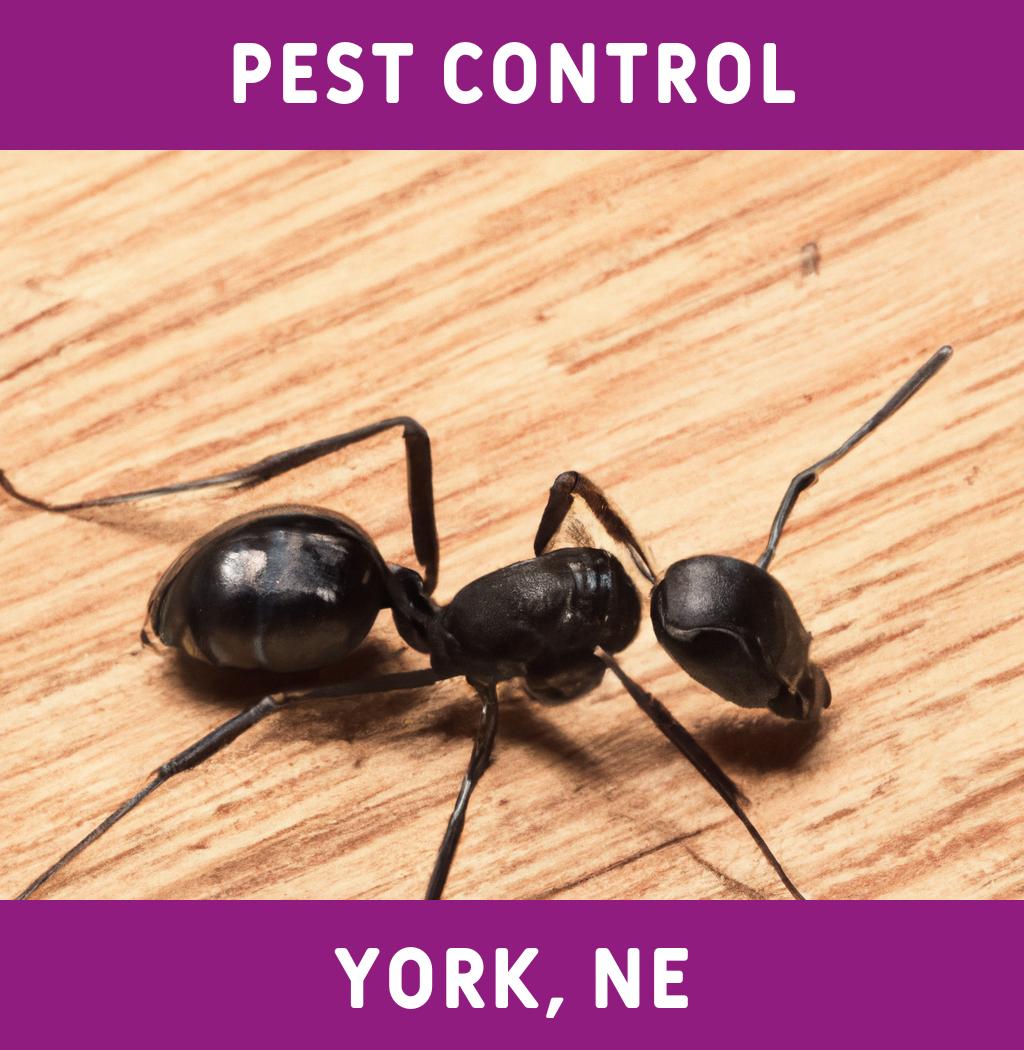 pest control in York Nebraska