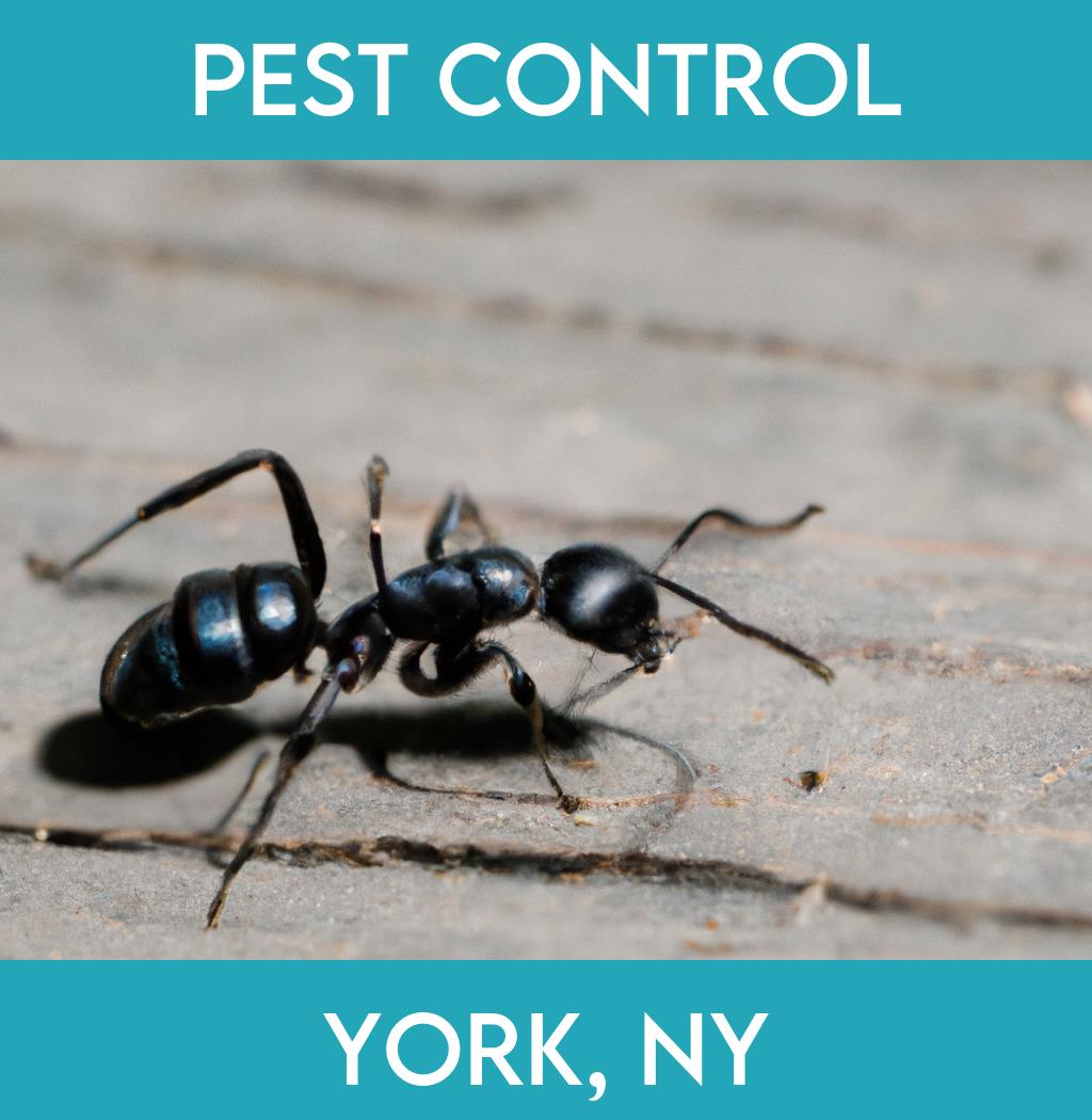 pest control in York New York