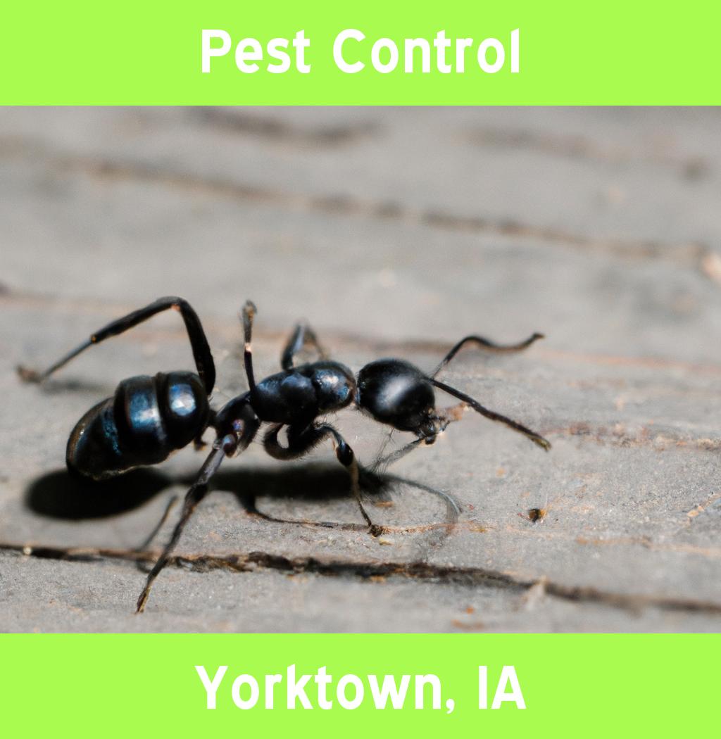 pest control in Yorktown Iowa
