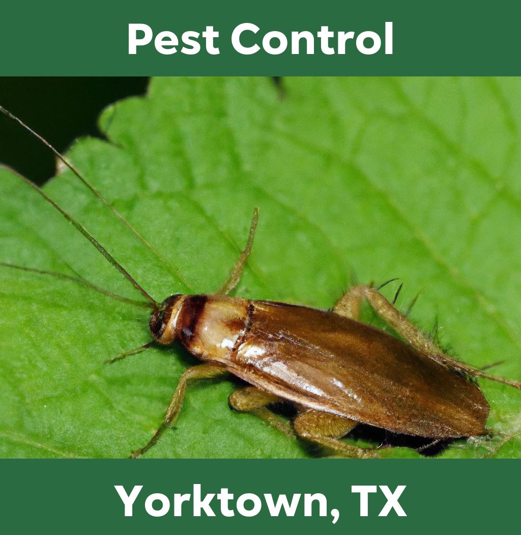 pest control in Yorktown Texas