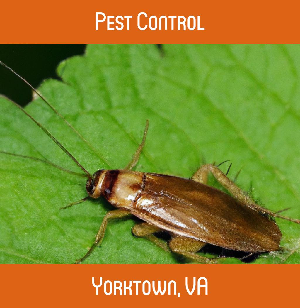 pest control in Yorktown Virginia